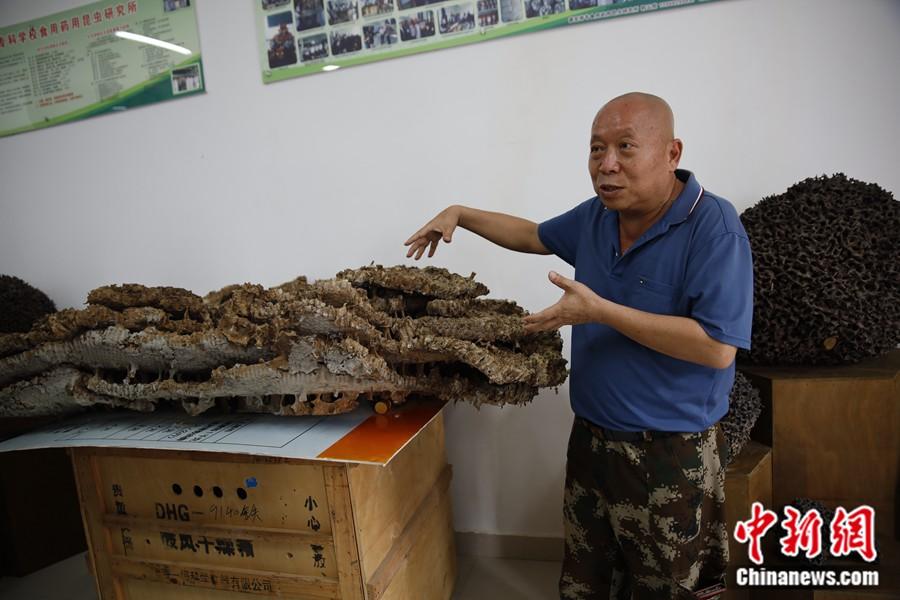 郭云膠教授在介紹胡蜂相關(guān)知識。中新網(wǎng)記者 張旭 攝