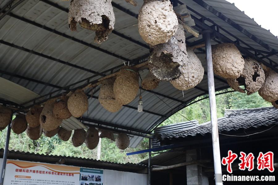 小胡蜂大作用，控蟲(chóng)致富促多贏