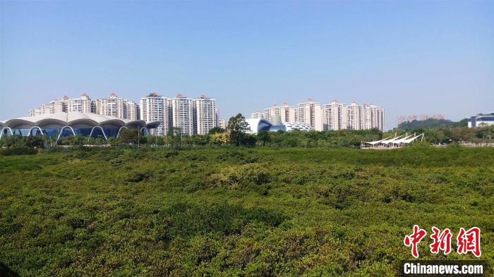 圖為防城港市北部灣海洋文化公園內(nèi)紅樹林郁郁蔥蔥?！●T抒敏 攝