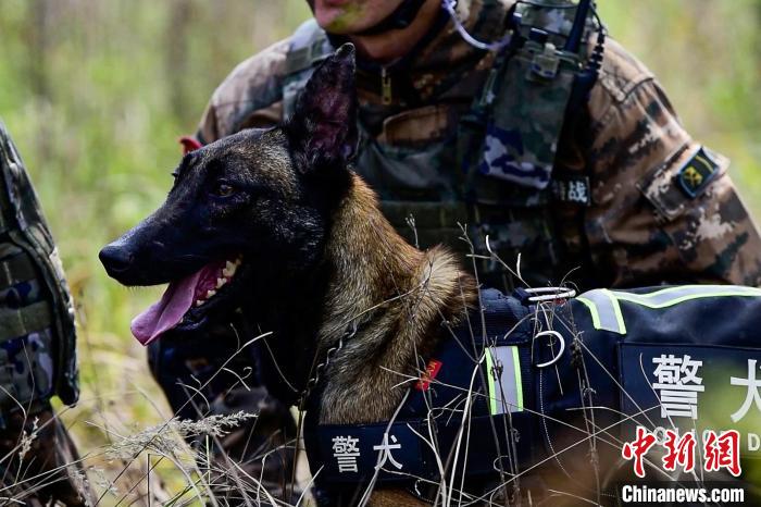 搜索犬協(xié)助行動(dòng)?！⊥粝渤?攝