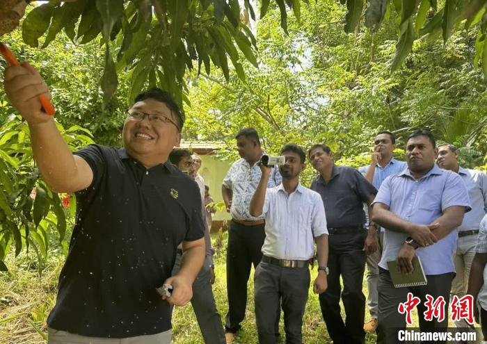 項目組芒果專家在種植園開展現(xiàn)場培訓(xùn)。　中斯南南合作專家組供圖