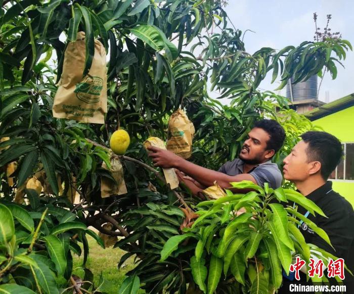 項目組專家在一處芒果生產(chǎn)基地開展田間病蟲害防控指導(dǎo)?！≈兴鼓夏虾献鲗＜医M供圖