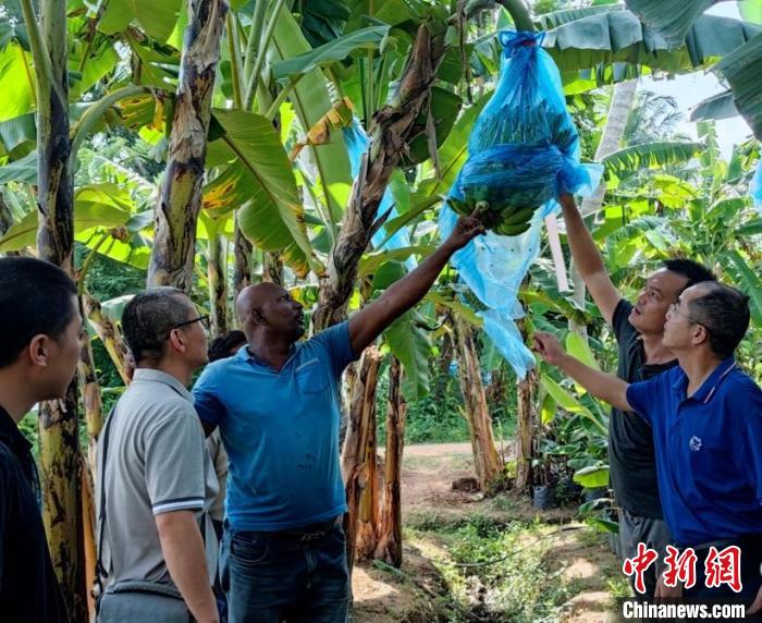 在金融危機國家助農(nóng)是什么體驗？專訪“中國-FAO-斯里蘭卡南南合作”項目團隊隊長